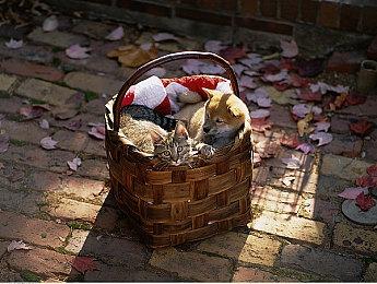 《赛博朋克 边缘行者》主创表示愿意与CDPR再次合作